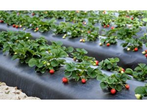 Черная пленка для мульчирования: Улучшение Урожая и Забота о Саде