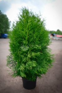 Правила ухода за туей