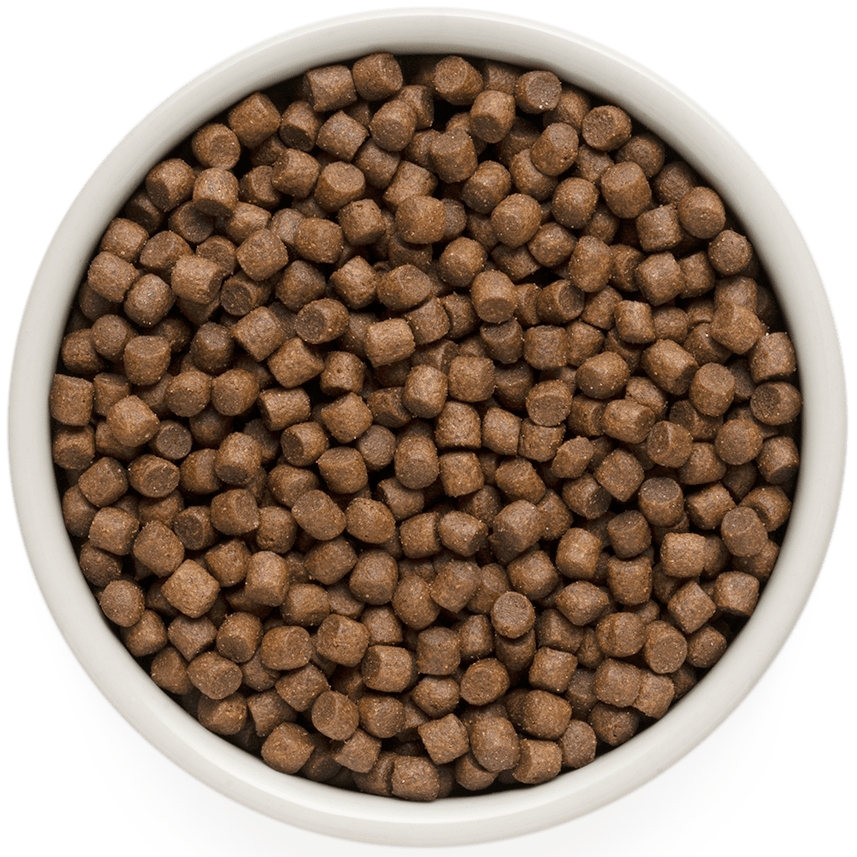 Как подобрать корм для собак: советы для заботливых владельцев