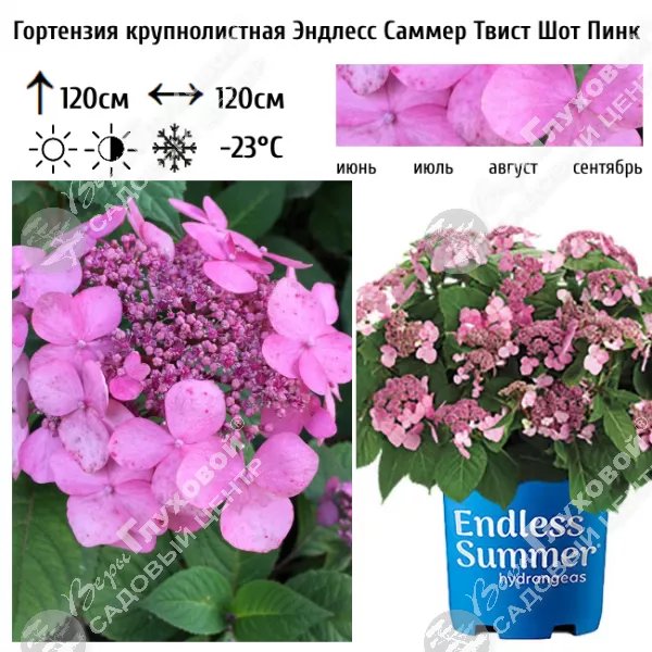 Гортензия крупнолистная: лучшие места покупки саженцев