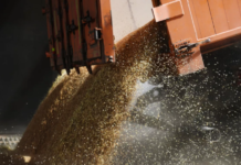 Вице-премьер Абрамченко заявила, что Турция оплатила партию зерна в рублях