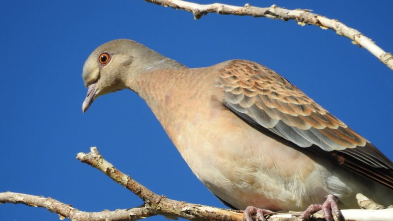 Орнитолог Мишин: клинтух предпочитает лиственные леса, а вокруг Москвы их немного