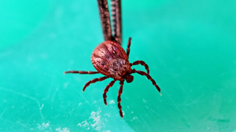 Врач Иванов: при укусе клеща захватите его пинцетом и медленно откручивайте из кожи