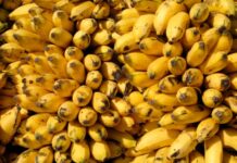 В грузе бананов в Питере обнаружили 50 килограммов кокаина