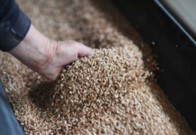 Yeni Şafak: на консультациях о возобновлении зерновой сделки достигнут прогресс