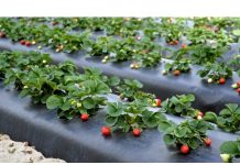 Черная пленка для мульчирования: Улучшение Урожая и Забота о Саде
