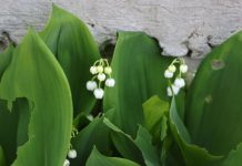 В Рослесинфорге предупредили об опасности похожего на обычный ландыш растения