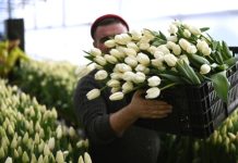 В России призвали продавать типовые букеты по фиксированной цене к 1 сентября