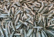 Welt: Евросоюз обсудит ограничения на ввоз российской рыбы