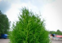 Правила ухода за туей