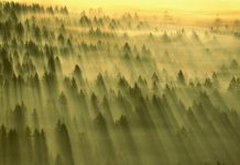 В подмосковных лесах спрогнозировали второй класс пожарной опасности