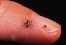 Ветеринар: клещи и блохи начинают проявлять активность с первыми тёплыми днями