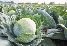 Битва за урожай: российские учёные вывели особо опасных для колорадского жука микробов