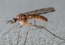 Врач Филёва назвала категорию людей, которых чаще кусают комары