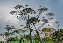 В Госдуме доработают проект о введении штрафов за борщевик на земельных участках