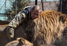 Директору «Тайгана» после нападения льва грозит заражение крови