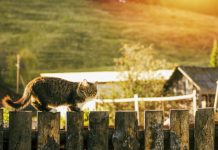 В Госдуме призвали развивать сёла ради повышения рождаемости