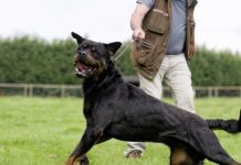 В России могут ввести медосмотр у психиатра для решивших купить бойцовую собаку