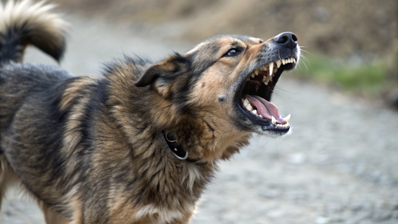 «Рассматриваем вариант однократной иммунизации»: в центре им. Гамалеи рассказали о новой вакцине от бешенства