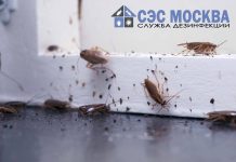 Уничтожение тараканов с гарантией: Избавьтесь от нежелательных соседей навсегда