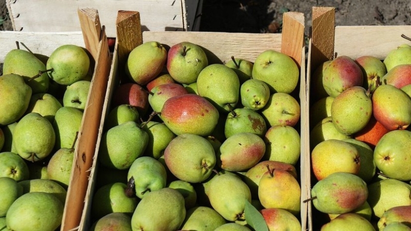 РИА Новости: Россия в августе нарастила импорт груш из Китая