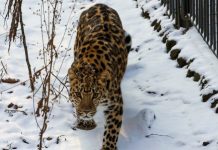 Россия предложила КНДР провести экспедицию по оценке популяции леопарда