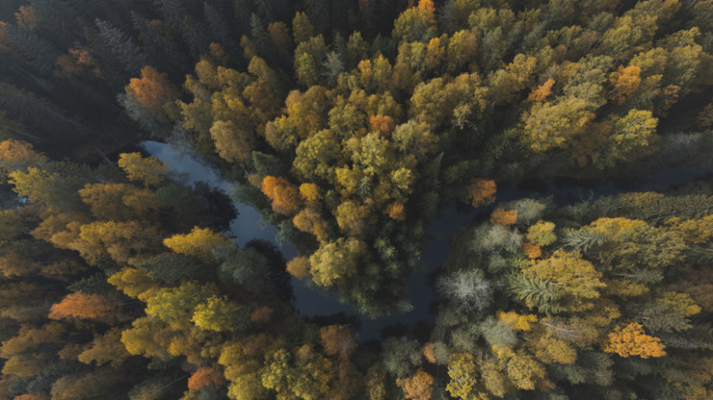При поисках Усольцевых обследовали 11 квадратных километров тайги