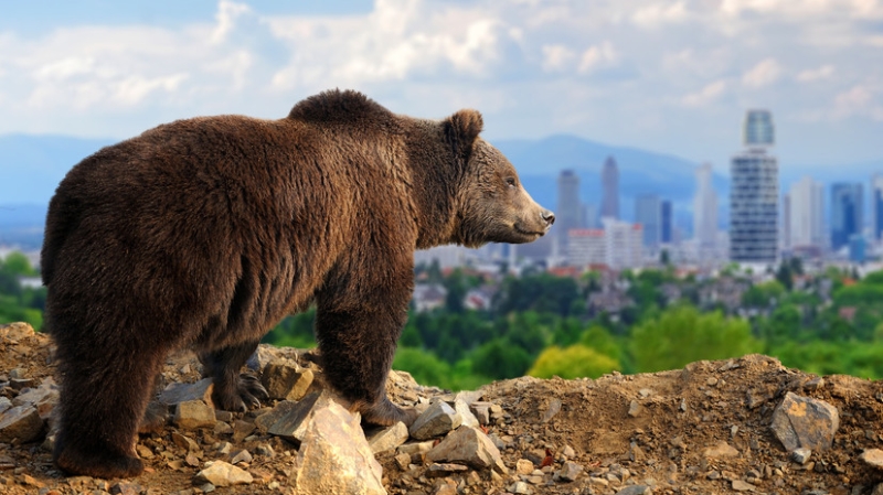 SHOT: в Сочи медведь регулярно выходит к жителям и переворачивает мусорные баки