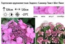 Гортензия крупнолистная: лучшие места покупки саженцев