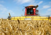 Минтранс: Россия поставила Армении более 1 тысячи тонн пшеницы через Азербайджан