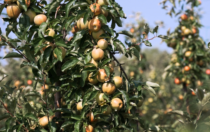 «Незатронутых отраслей не будет»: эксперт — о мерах адаптации экономики к глобальному потеплению