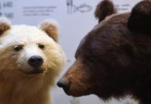 Учёные установили новый вид гигантского медведя, обитавшего на территории России