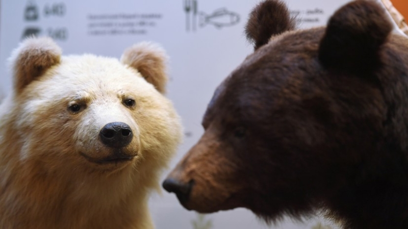 Учёные установили новый вид гигантского медведя, обитавшего на территории России