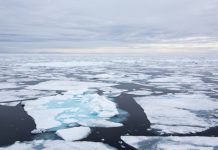 В России призвали учредить новую госнаграду «Заслуженный исследователь Арктики»