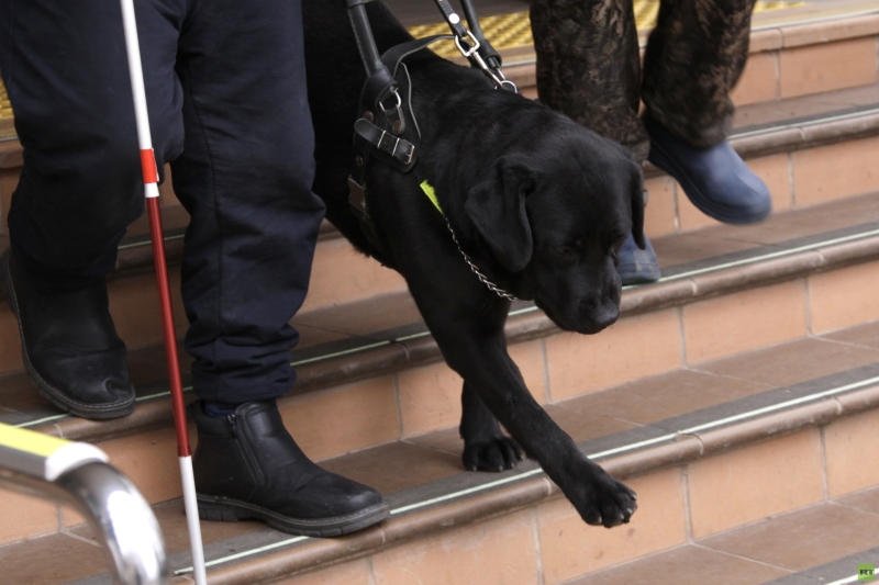 Вишенка для героя: как чёрный лабрадор стал лучшим другом для бойца СВО из Бурятии