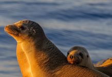 Война видов: почему учёные забили тревогу из-за «разборок» морских котиков и кайр на Сахалине