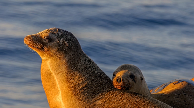 Война видов: почему учёные забили тревогу из-за «разборок» морских котиков и кайр на Сахалине