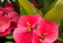 Биолог Воробьёв назвал самые опасные комнатные растения