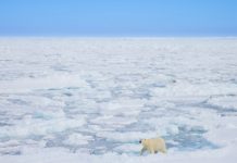 Посол: Россия открыта к взаимовыгодной кооперации в Арктике со странами Запада