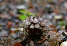 AP: четыре человека скончались от отравления бледными поганками в Калифорнии