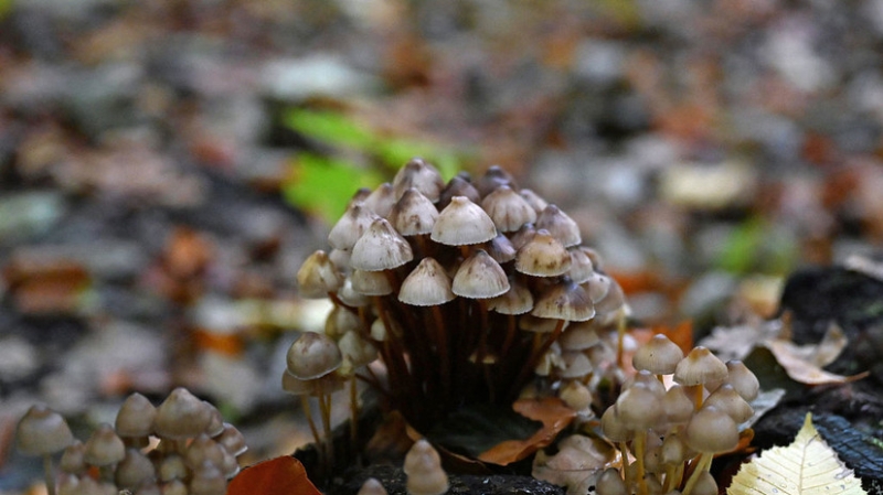 AP: четыре человека скончались от отравления бледными поганками в Калифорнии