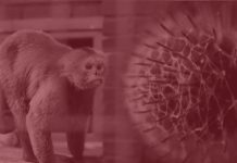 Источник: в Петербурге госпитализировали двух человек с симптомами оспы обезьян