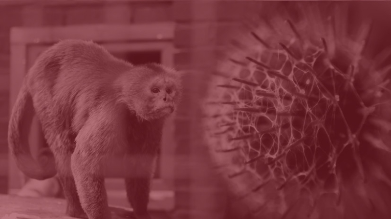 Источник: в Петербурге госпитализировали двух человек с симптомами оспы обезьян