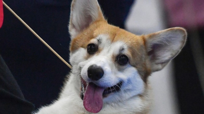 Кинолог: корги, пропавшая вместе с семьёй Усольцевых, не смогла бы вывести их