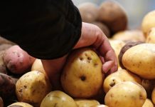 РИА Новости: Россия в 2024 году вошла в пятёрку мировых производителей картофеля
