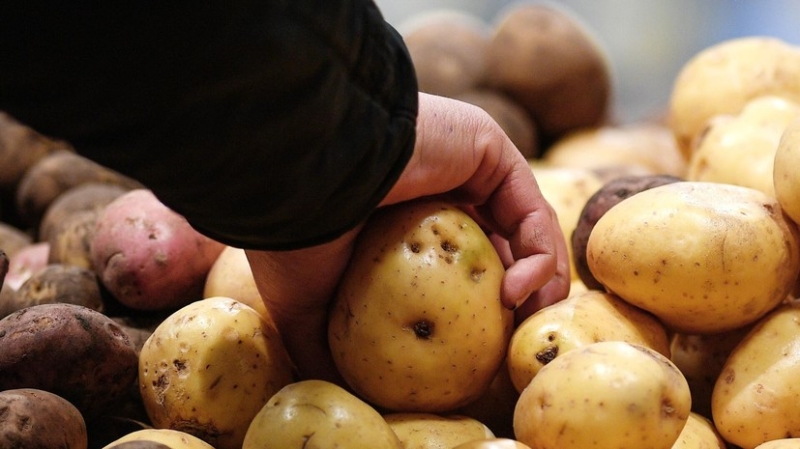 РИА Новости: Россия в 2024 году вошла в пятёрку мировых производителей картофеля