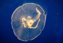 У берегов Аргентины обнаружили огромную медузу размером с автобус