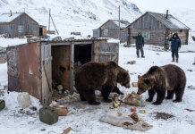 «Подъём»: медведи на Чукотке воруют у людей запасы продуктов