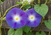 Россиян предупредили об уголовной ответственности за выращивание «вьюнка»