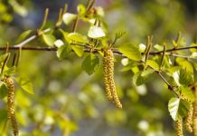 Врач: при аллергии на пыльцу берёзы возможны реакции на яблоки, груши и морковь